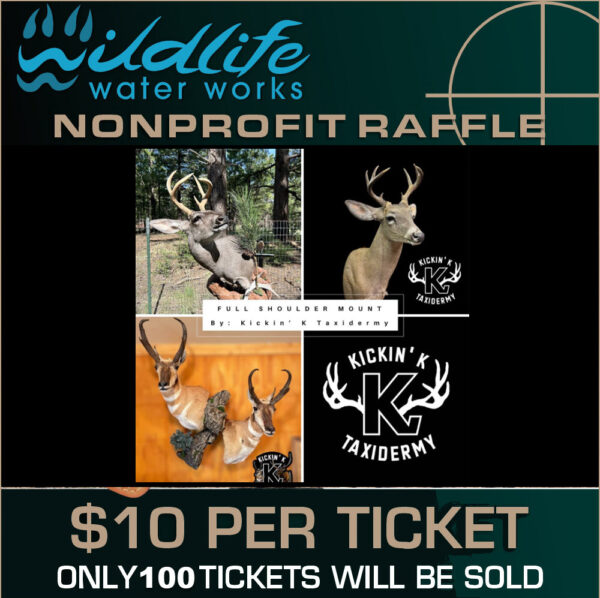 Kickin K Taxidermy Shoulder Mount Raffle